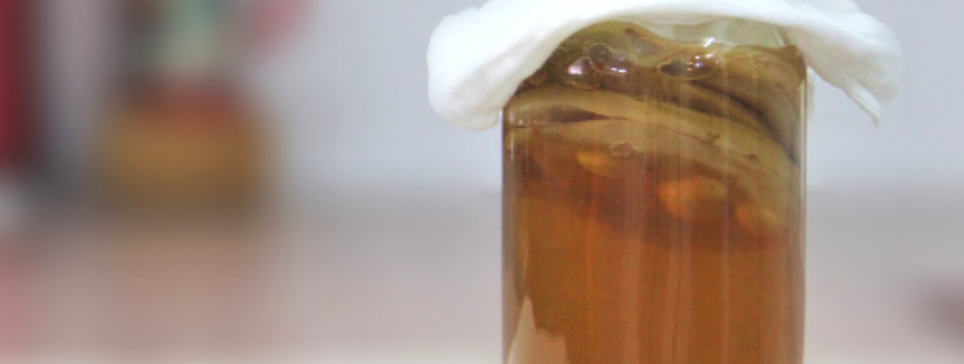 Why We Use Kombucha Tea